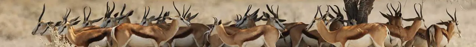 African Hunters